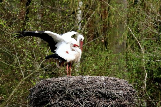 Weißstorch Paarung Wildpark Alte Fasanerie Klein Auheim 2018