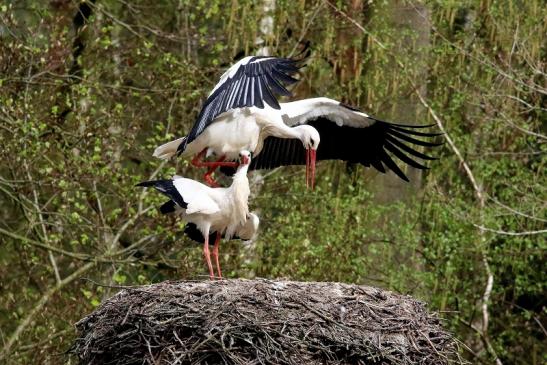 Weißstorch Paarung Wildpark Alte Fasanerie Klein Auheim 2018