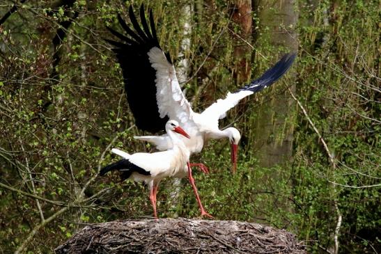 Weißstorch Paarung Wildpark Alte Fasanerie Klein Auheim 2018