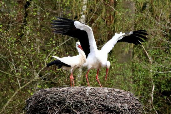 Weißstorch Paarung Wildpark Alte Fasanerie Klein Auheim 2018