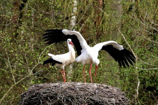 Weißstorch Paarung Wildpark Alte Fasanerie Klein Auheim 2018