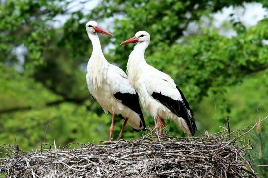 Weißstorch Paar Wildpark Alte Fasanerie Klein Auheim 2018