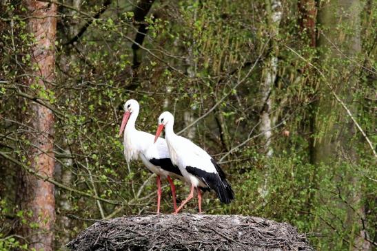 Weißstorch Wildpark Alte Fasanerie Klein Auheim 2018