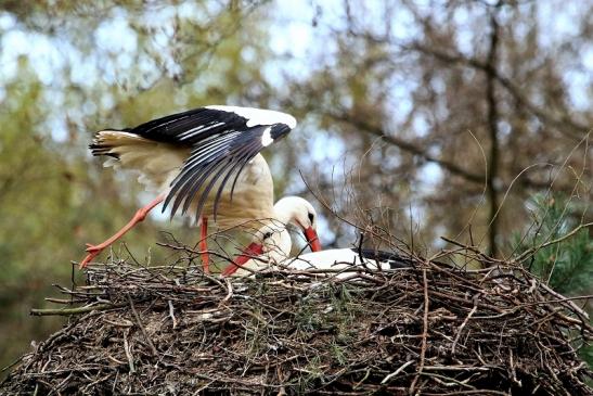 Weißstorch Wildpark Alte Fasanerie Klein Auheim 2018