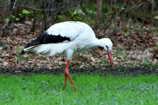 Weißstorch Wildpark Alte Fasanerie Klein Auheim 2018