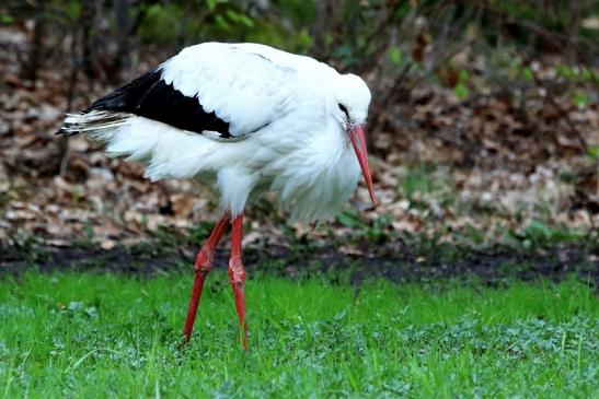 Weißstorch Wildpark Alte Fasanerie Klein Auheim 2018