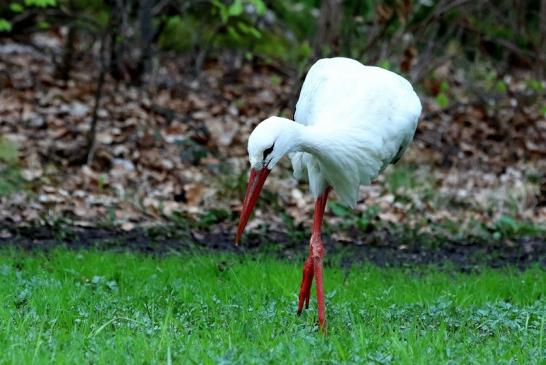 Weißstorch Wildpark Alte Fasanerie Klein Auheim 2018