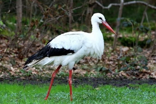 Weißstorch Wildpark Alte Fasanerie Klein Auheim 2018