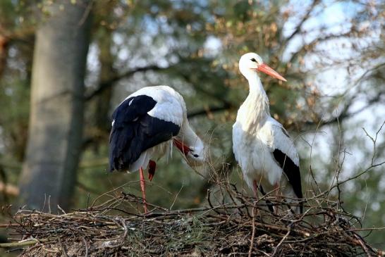 Weißstorch Wildpark Alte Fasanerie Klein Auheim 2018