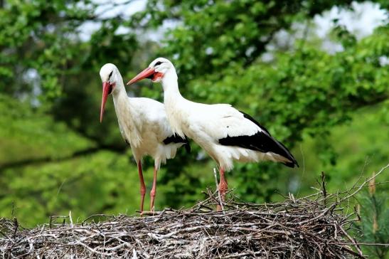 Weißstorch Paar Wildpark Alte Fasanerie Klein Auheim 2018