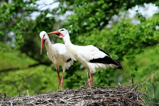 Weißstorch Paar Wildpark Alte Fasanerie Klein Auheim 2018