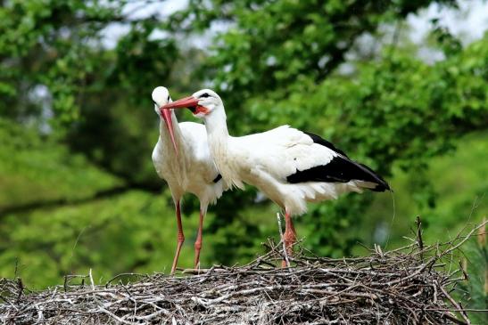 Weißstorch Paar Wildpark Alte Fasanerie Klein Auheim 2018