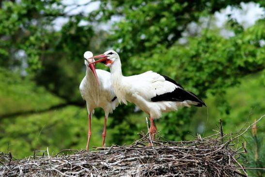 Weißstorch Paar Wildpark Alte Fasanerie Klein Auheim 2018