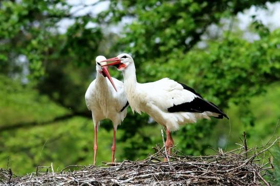 Weißstorch Paar Wildpark Alte Fasanerie Klein Auheim 2018