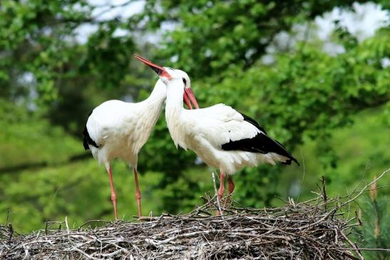 Weißstorch Paar Wildpark Alte Fasanerie Klein Auheim 2018