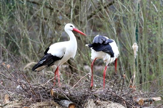 Weißstorch - Wildpark Alte Fasanerie Klein Auheim 2019