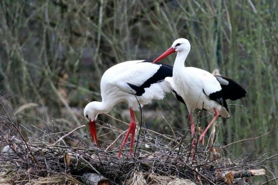 Weißstorch - Wildpark Alte Fasanerie Klein Auheim 2019