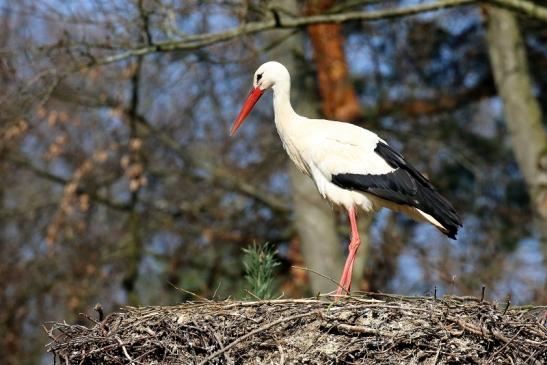 Weißstorch - Wildpark Alte Fasanerie Klein Auheim 2019