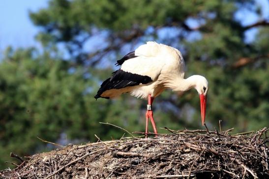 Weißstorch - Wildpark Alte Fasanerie Klein Auheim 2019