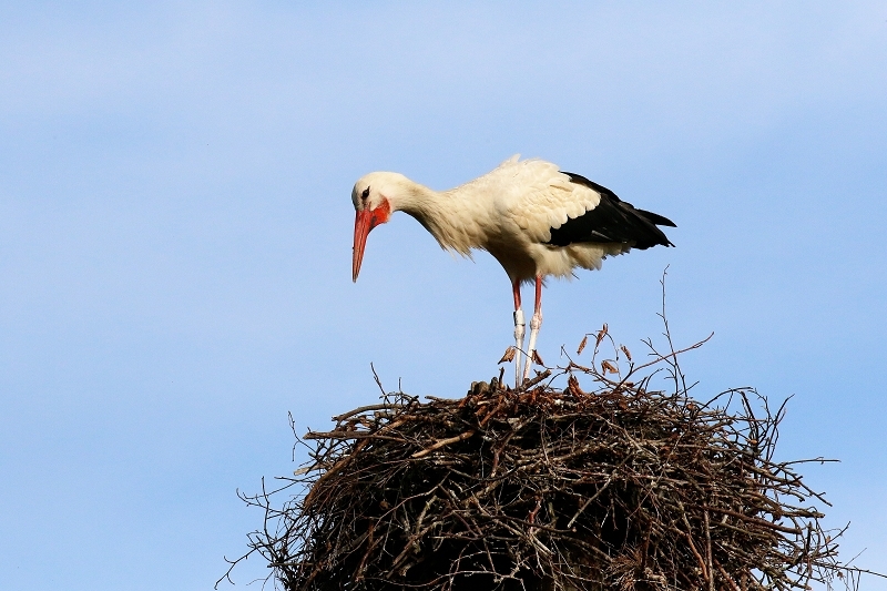 Weißstorch Neues Nest Wildpark Alte Fasanerie Klein Auheim 2019
