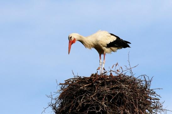 Weißstorch Neues Nest Wildpark Alte Fasanerie Klein Auheim 2019