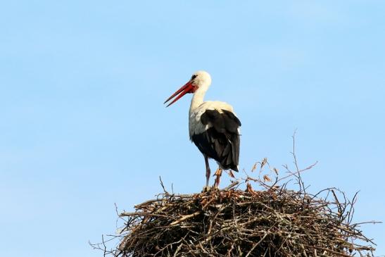 Weißstorch Neues Nest Wildpark Alte Fasanerie Klein Auheim 2019