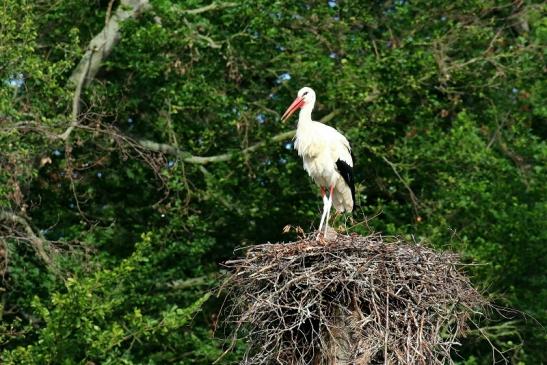 Weißstorch Neues Nest Wildpark Alte Fasanerie Klein Auheim 2019