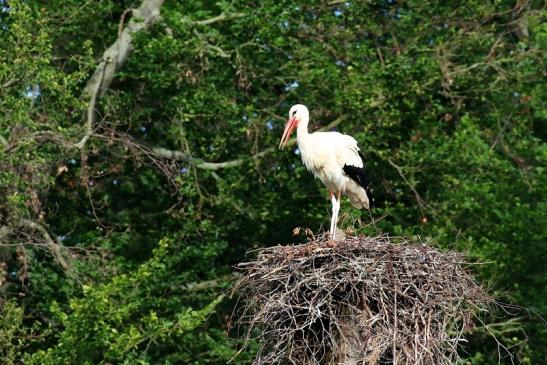 Weißstorch Neues Nest Wildpark Alte Fasanerie Klein Auheim 2019