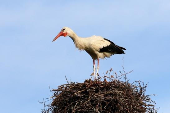 Weißstorch Neues Nest Wildpark Alte Fasanerie Klein Auheim 2019