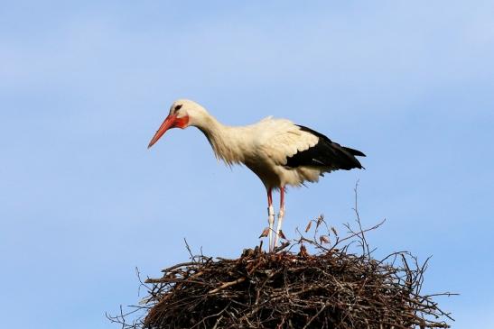 Weißstorch Neues Nest Wildpark Alte Fasanerie Klein Auheim 2019