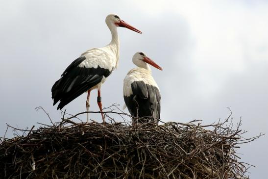 Weißstorch Wildpark Neues Nest Alte Fasanerie Klein Auheim 2020