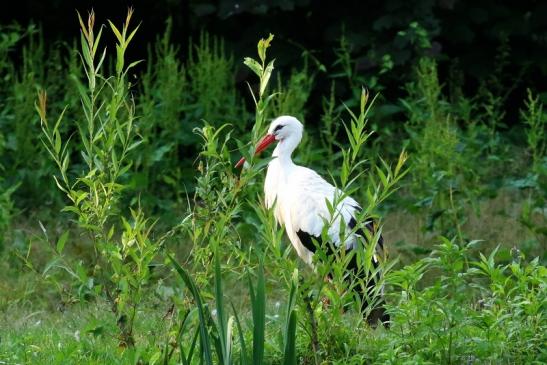 Weißstorch Wildpark Alte Fasanerie Klein Auheim 2021