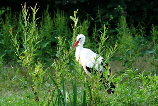 Weißstorch Wildpark Alte Fasanerie Klein Auheim 2021