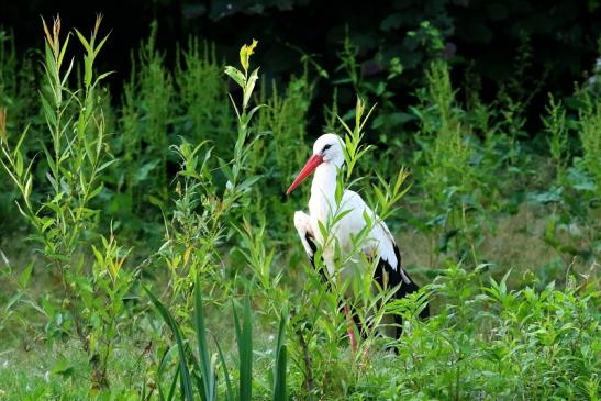 Weißstorch Wildpark Alte Fasanerie Klein Auheim 2021