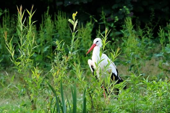 Weißstorch Wildpark Alte Fasanerie Klein Auheim 2021