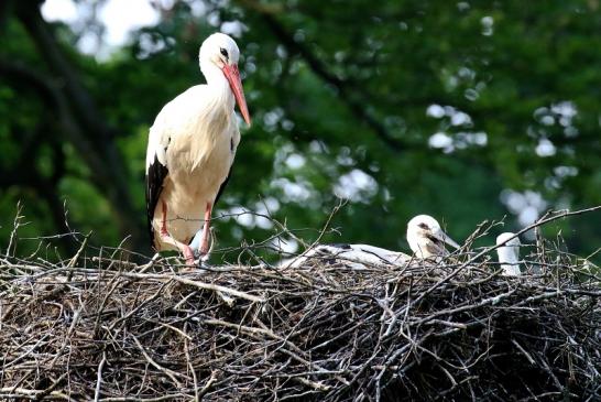 Weißstorch Altes Nest Wildpark Alte Fasanerie Klein Auheim 2021