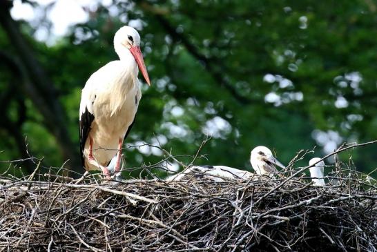 Weißstorch Altes Nest Wildpark Alte Fasanerie Klein Auheim 2021