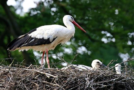 Weißstorch Altes Nest Wildpark Alte Fasanerie Klein Auheim 2021