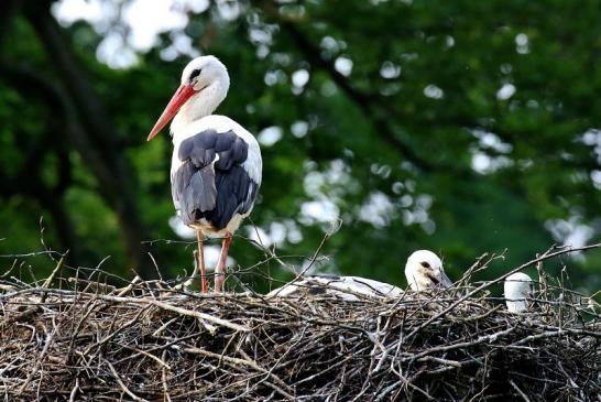 Weißstorch Altes Nest Wildpark Alte Fasanerie Klein Auheim 2021