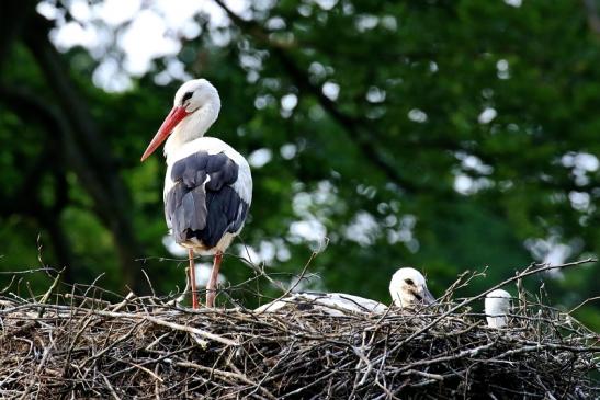 Weißstorch Altes Nest Wildpark Alte Fasanerie Klein Auheim 2021