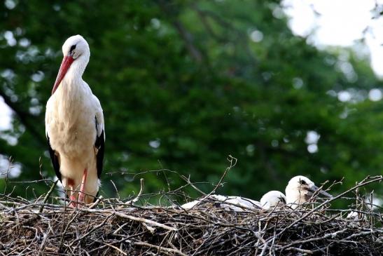 Weißstorch Altes Nest Wildpark Alte Fasanerie Klein Auheim 2021