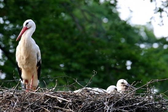 Weißstorch Altes Nest Wildpark Alte Fasanerie Klein Auheim 2021