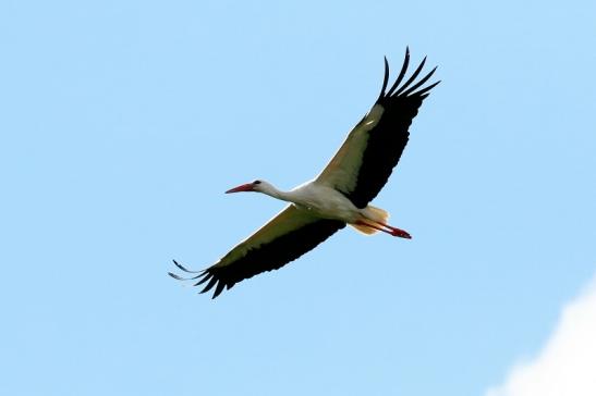 Weißstorch Wildpark Alte Fasanerie Klein Auheim 2021