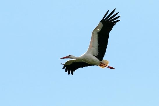 Weißstorch Wildpark Alte Fasanerie Klein Auheim 2021