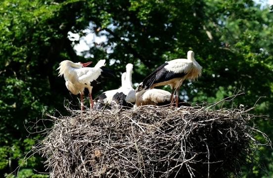 Weißstorch Wildpark Alte Fasanerie Klein Auheim 2021