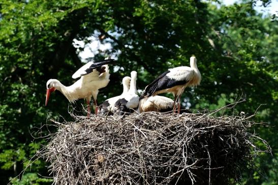 Weißstorch Altes Nest Wildpark Alte Fasanerie Klein Auheim 2021