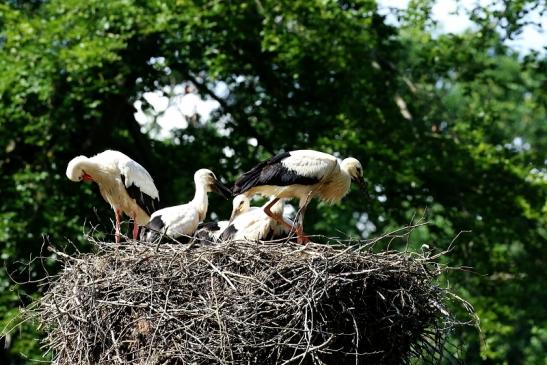 Weißstorch Altes Nest Wildpark Alte Fasanerie Klein Auheim 2021