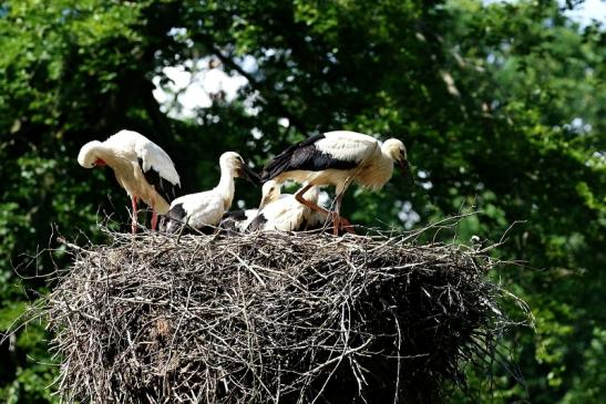 Weißstorch Altes Nest Wildpark Alte Fasanerie Klein Auheim 2021