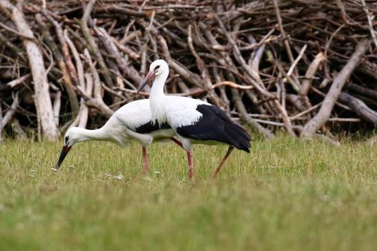 Weißstorch Wildpark Alte Fasanerie Klein Auheim 2021