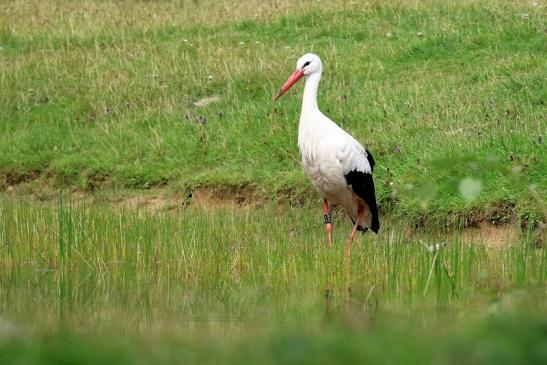 Weißstorch Wildpark Alte Fasanerie Klein Auheim 2021